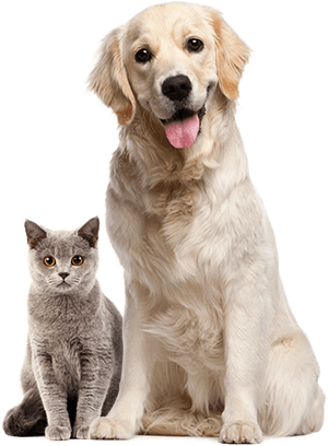 picture cat and dog